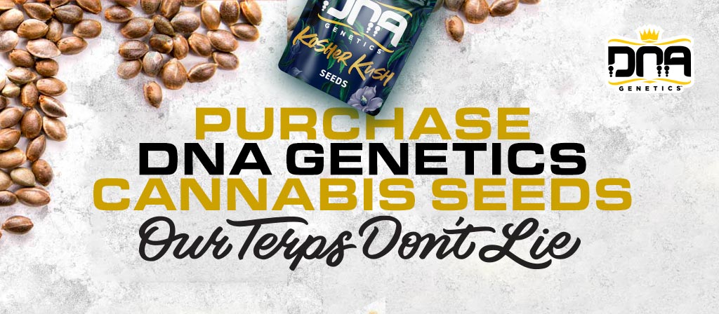 Cannabis Seeds launch with DNA Genetics in U.S.A.