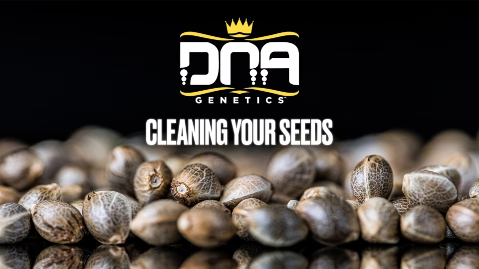 Cleaning your seeds