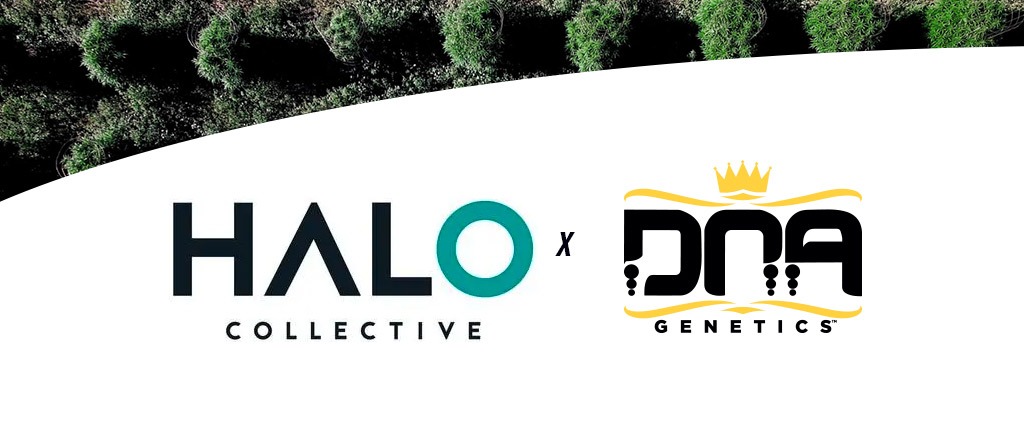 Halo Collective & DNA Genetics Launch Two Premium Cannabis Strains in Oregon