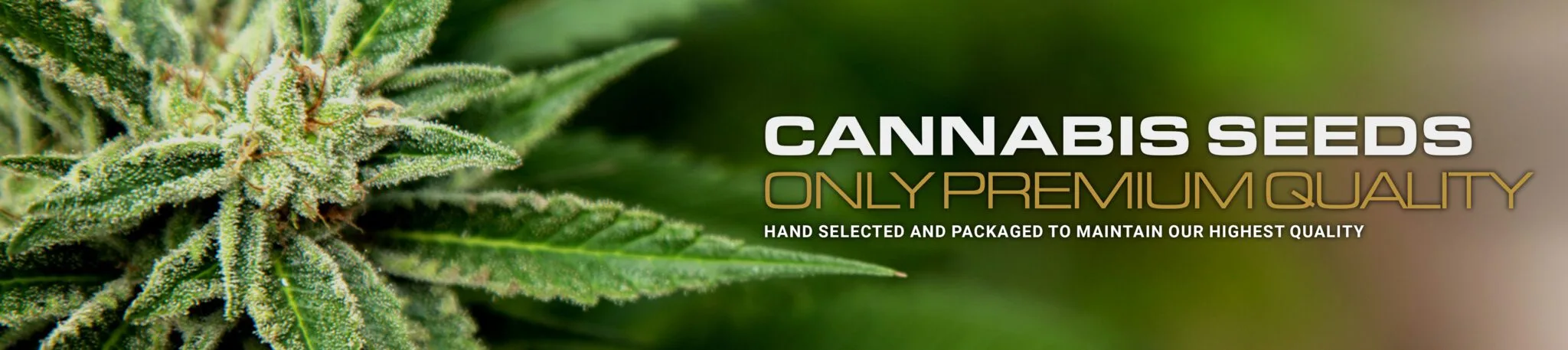Cannabis seeds only premium quality