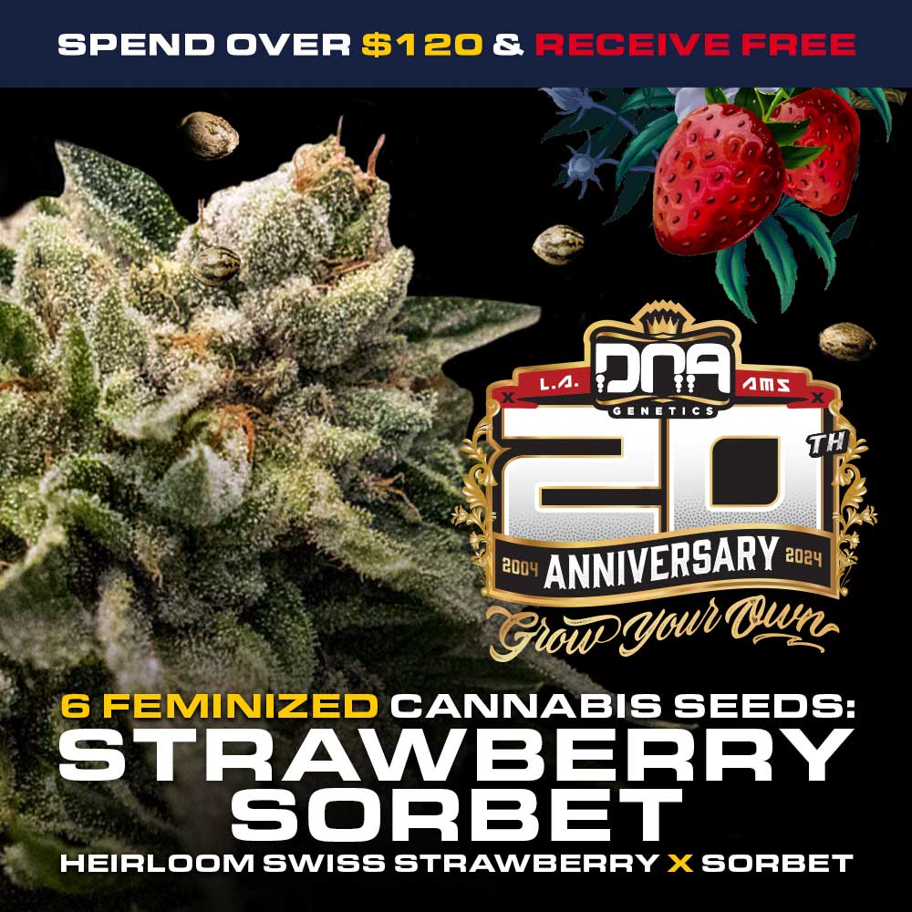 DNA Strawberry Sorbet Promo