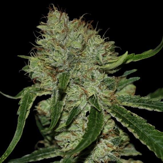 Buy Tangielope Kush Regular Cannabis Seeds Online | DNA Genetics