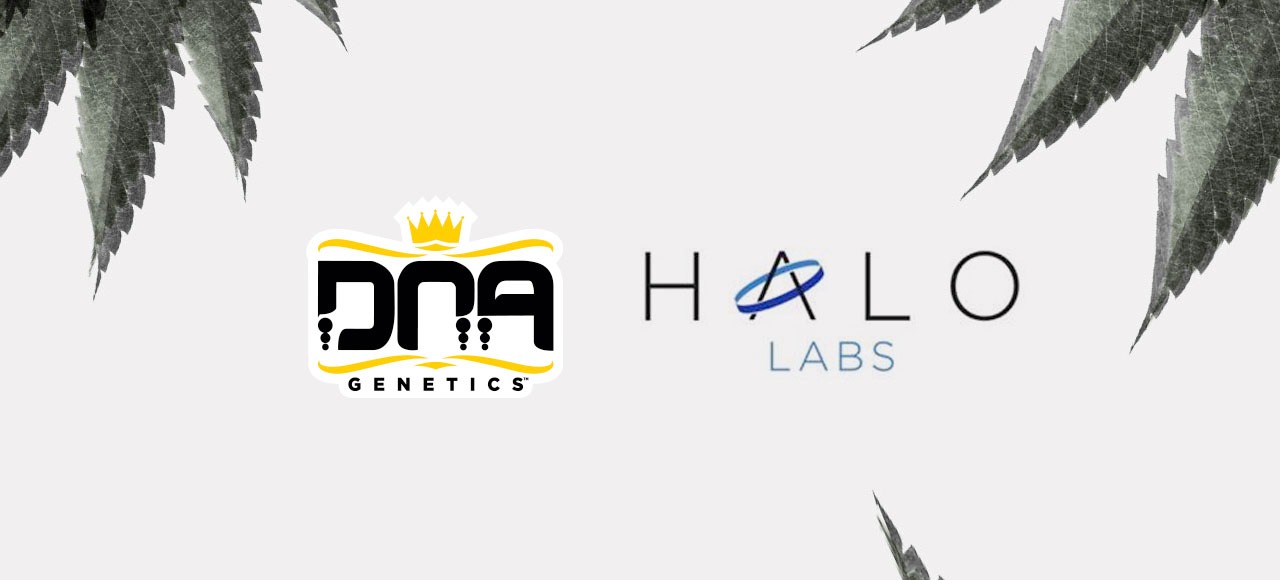 Halo Partners with DNA Genetics to Launch Leading World-Renowned Genetics in Oregon