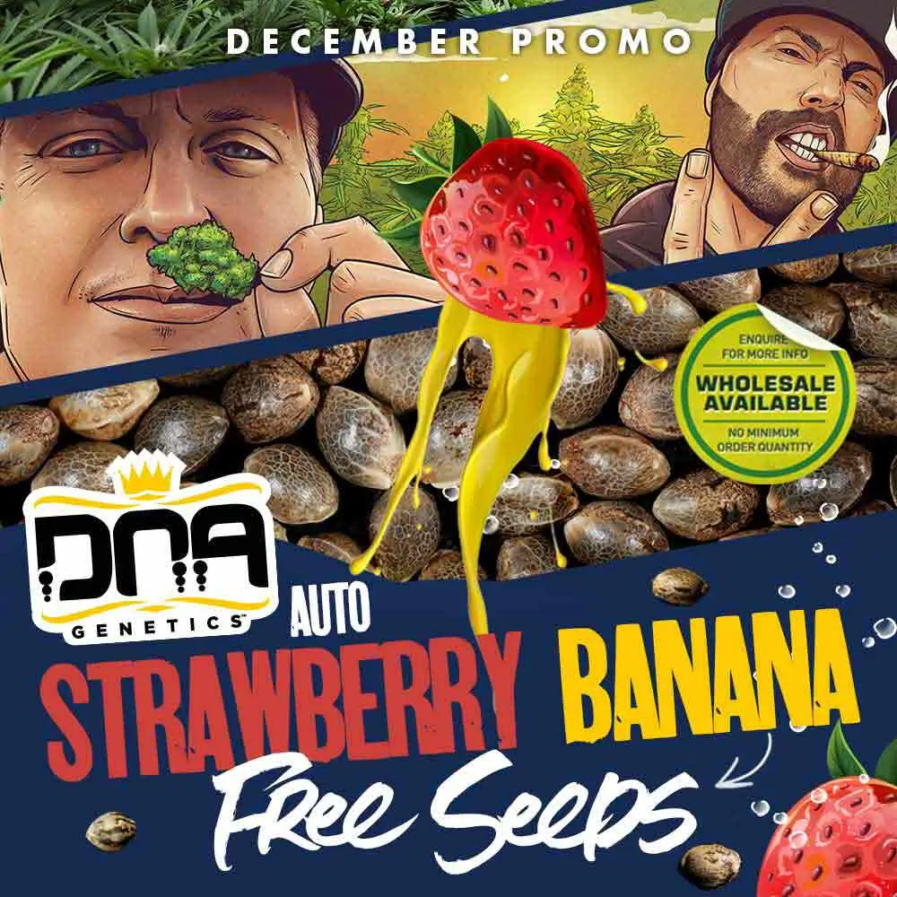 DNA December Promo