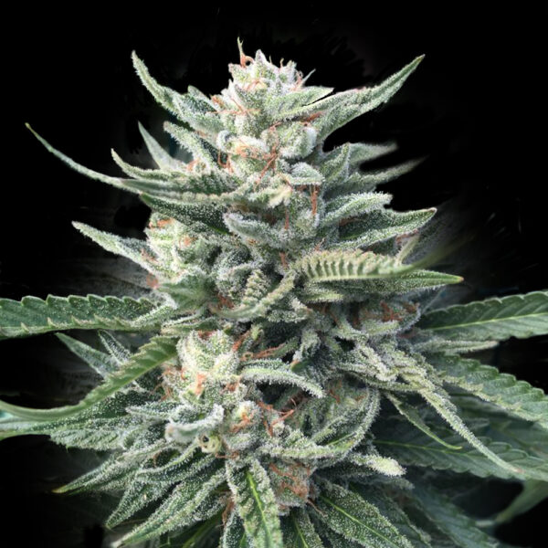 Chocolope 256 Cannabis Seeds DNA Genetics