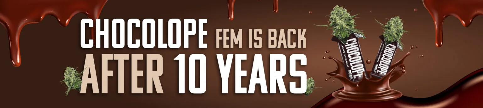 Chocolope fem is back after 10 years
