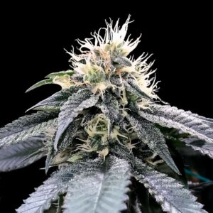 Green Crack Feminized